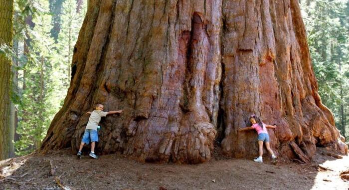 A világ legöregebb és legnagyobb fáinak jelentős része odaveszett tavaly