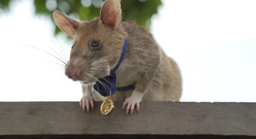 Nyugdíjba vonul Magawa, a hős aknakereső patkány