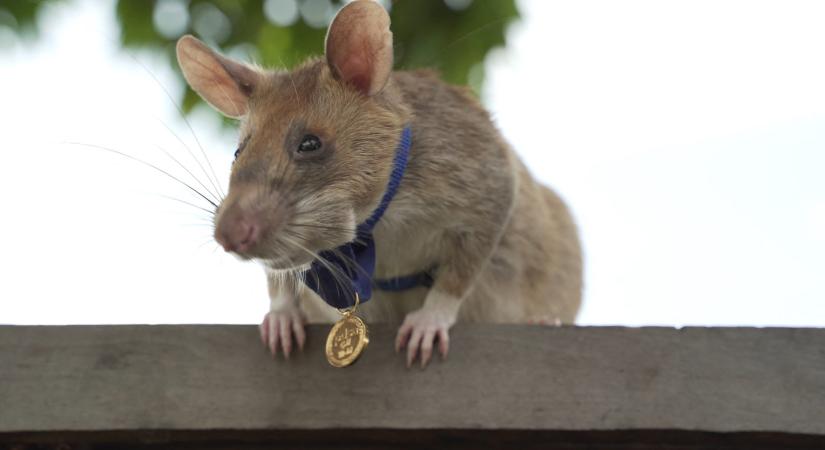 Nyugdíjba megy a hős bombakereső patkány