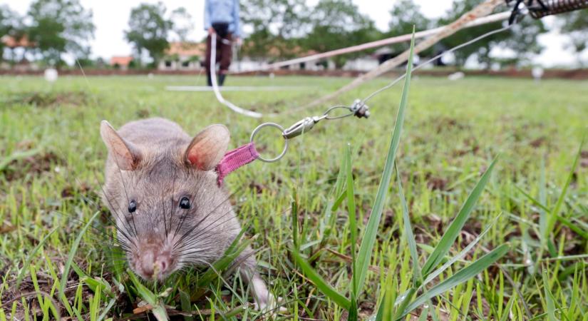 Nyugdíjba megy az aknakereső hős patkány, Magawa