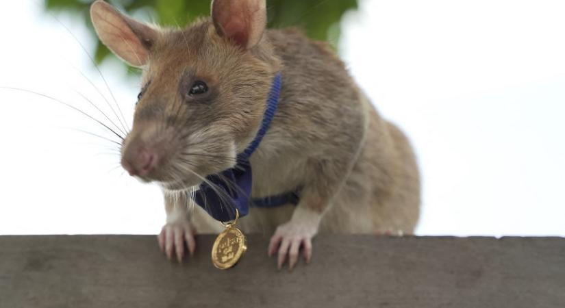 Nyugdíjba vonul Magawa, a hős bombakereső patkány