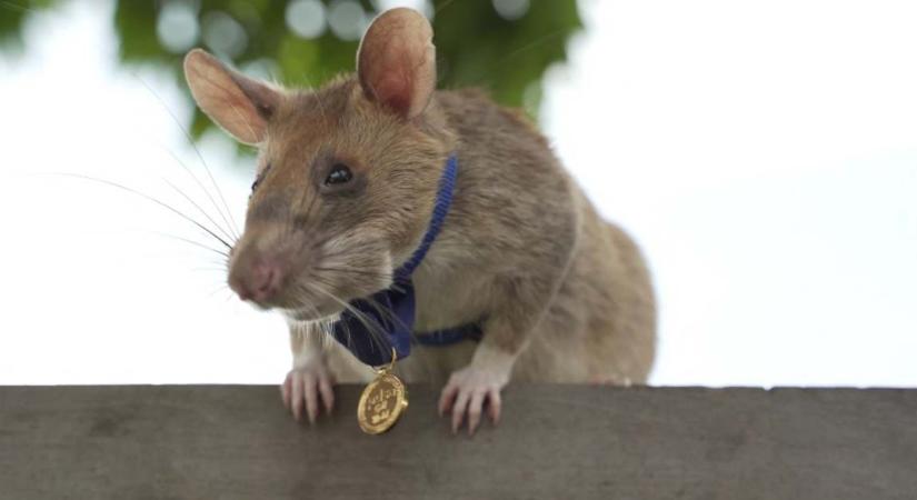 Nyugdíjba vonul a hős bombakereső patkány
