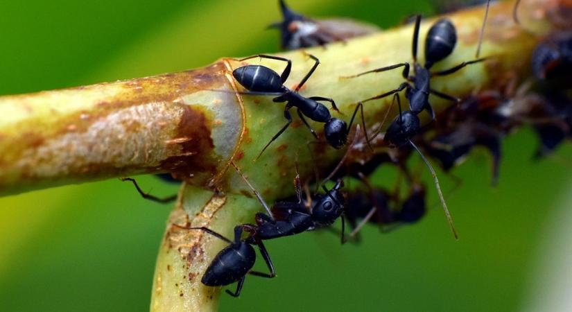 Hangya a kertben – Módszerek a hangyák ellen