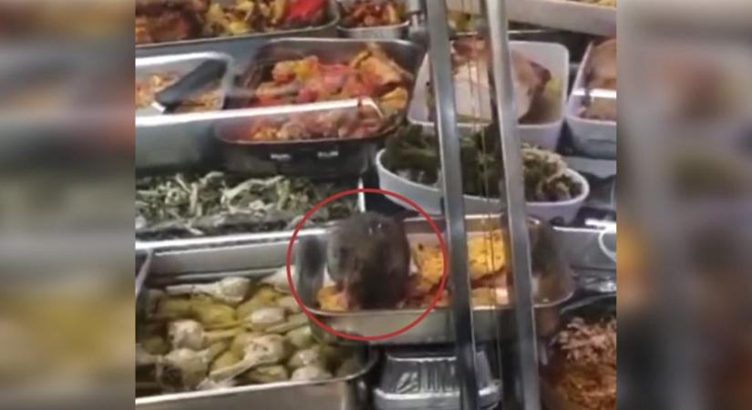 Videón, ahogy kövér patkány falatozik a csemegepultban