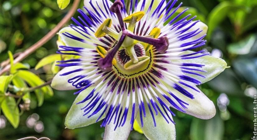 Golgotavirág: drámai szépség a virágoskertből