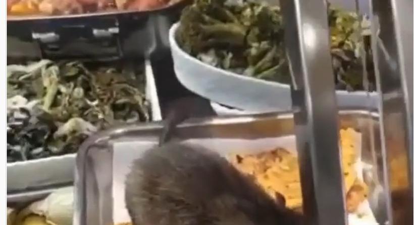VIDEÓ: Hatalmas patkány falatozott egy csemegepultban