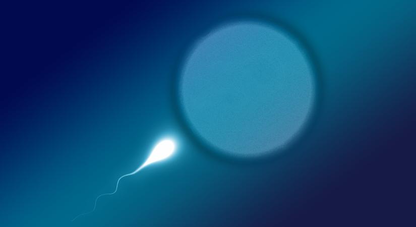 Kutatók szerint mégsem okozhat gondot a globális spermahiány