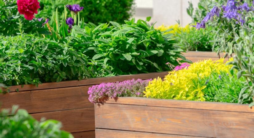Fűszernövények, amiket otthon is egyszerűen termeszthetsz