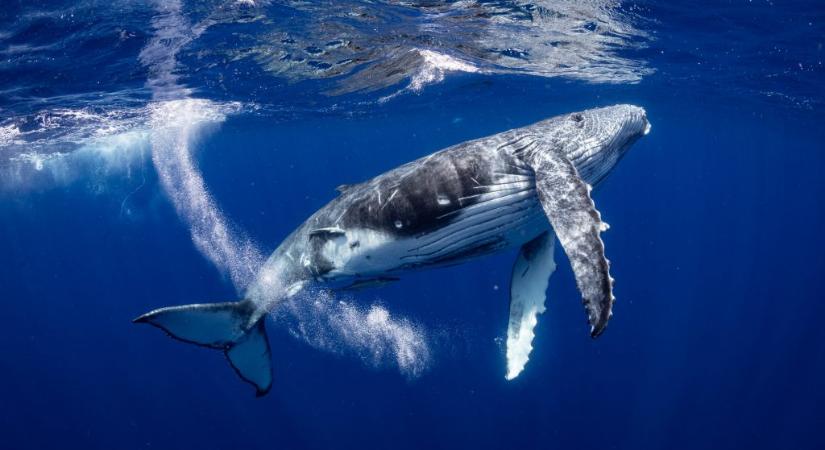 Látványos videón egy csapat vadászó bálna