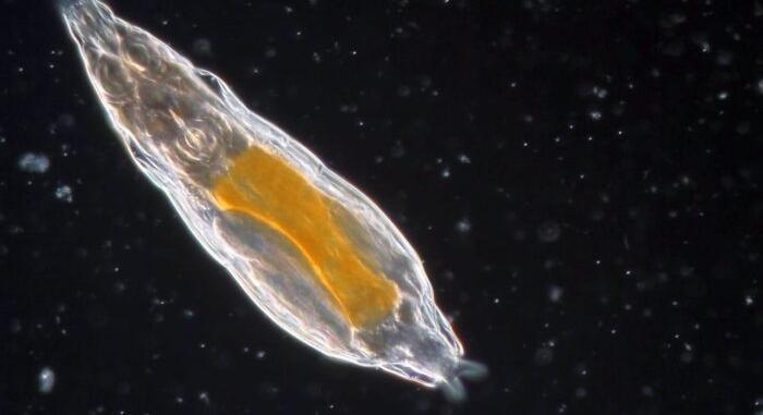 Egy többsejtű életforma túlélt 24 ezer évet fagyott állapotban