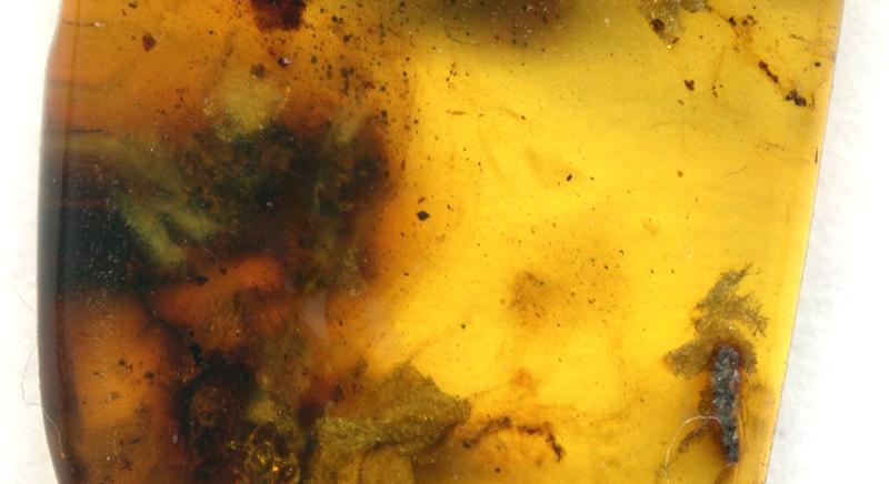 Szülés közben őrzött meg egy 99 millió éve élt csigát egy borostyánkő