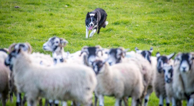 Egy baleset után eltűnt egy kutya, a közeli farmon bukkantak rá, ahogy juhokat terel