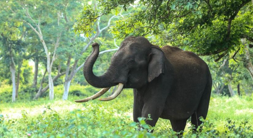 Mérföldeket gyalogolt, hogy megható búcsút vegyen gondozójától egy elefánt – videó