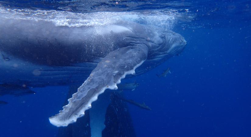 Törpe kék bálnák egy új populációját fedezték fel