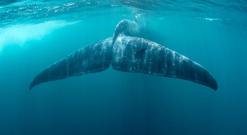Bombadetektorokkal keresték a bálnákat