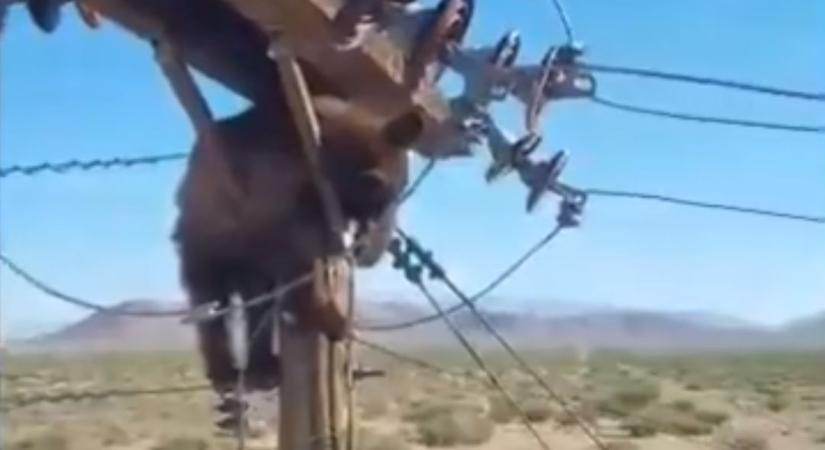 Egy medve fennakadt egy villanyoszlopon Arizonában - videó