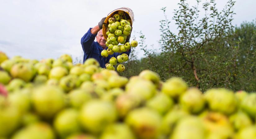 Az ország legnagyobb almatermesztési központja létesül a szabolcsi Újfehértón