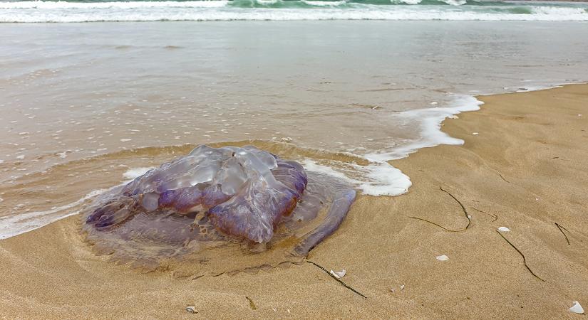 Döbbenet: elképesztő szörnyet fogtak ki a tengerből – Fotó