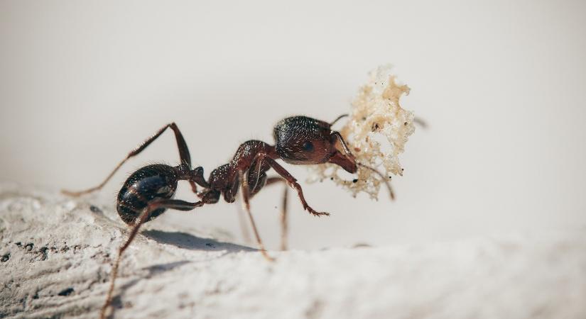 A hangyák világa annyira más, mintha az űrből csöppentek volna ide – mondja a magyar kutató