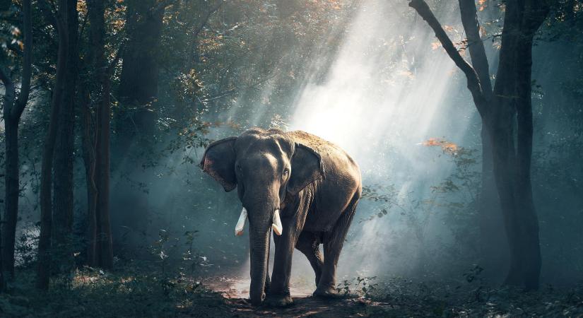 Megható: órákat gyalogolt az elefánt, hogy elbúcsúzhasson gondozójától - Videó