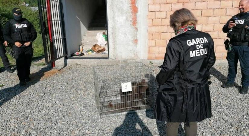 Néhány hónapos medvebocsot tartottak fogva egy román raktárban