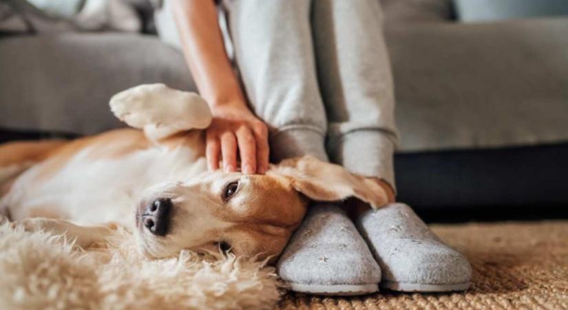 Hosszútávú egészségügyi előnyökkel jár a kutyasimi