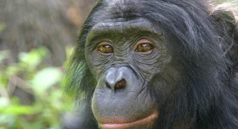 Elveszíthetik afrikai élőhelyüket az emberszabású majmok