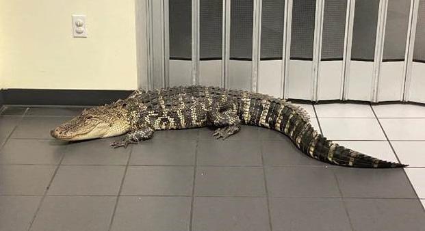 Egyszerűen csak besétált egy aligátor a floridai postára