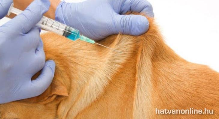 A kutyák hétvégén kaphatnak védőoltást |