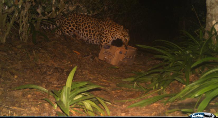Újra találkozhatott az anyjával a mentett leopárd kölyök - fotó