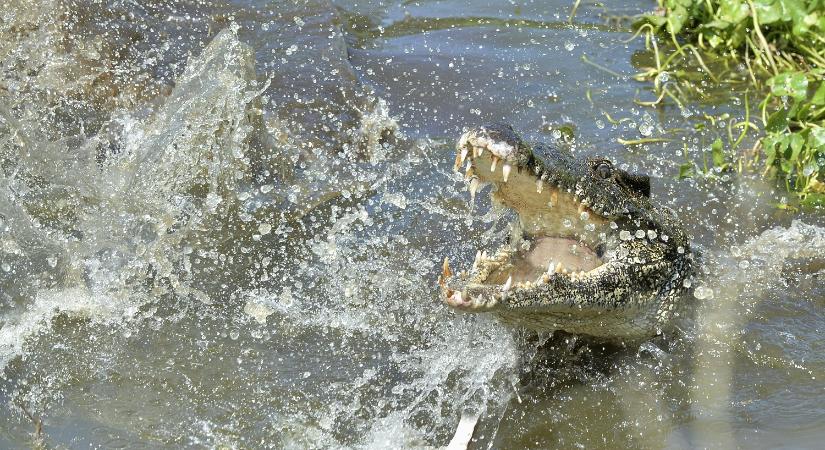 Megmenekültek az ikerlányok, akikre krokodil támadt egy mexikói lagúnában