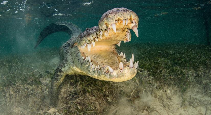Megmenekült az az ikerpár, akikre krokodil támadt egy mexikói lagúnában