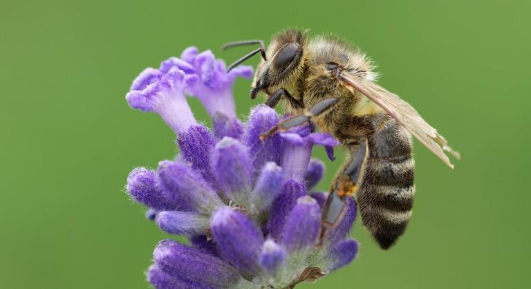 Súlyos veszély fenyegeti az európai méheket: meglepő dologra jöttek rá a kutatók