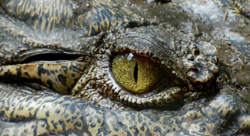 Krokodil támadt egy ikerpárra, csodával határos módon menekültek meg
