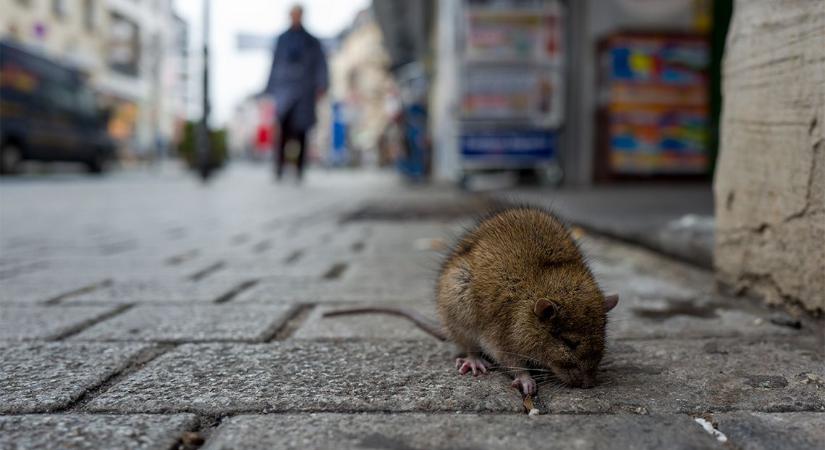 Elég sok a patkány Bécsben, járványtól tartanak