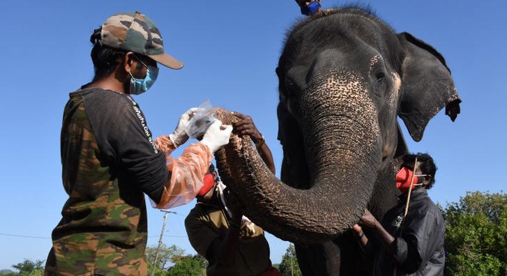 Koronavírustesztet végeztek az elefántokon Indiában