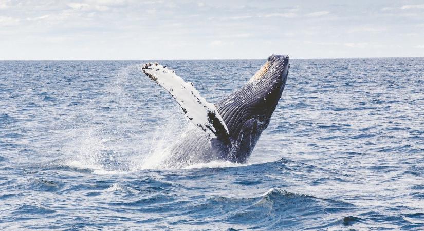 Hihetetlen: bekapta, majd kiköpte egy bálna a védtelen halászt