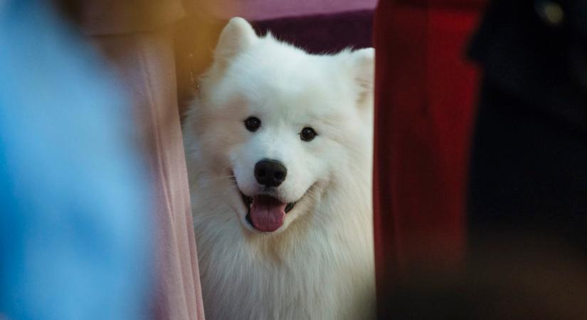 Egy hét után került meg a jégmezőn elveszett fehér kutyus