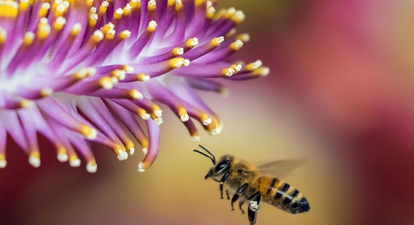 Tömeges méhpusztulás Bátyúban