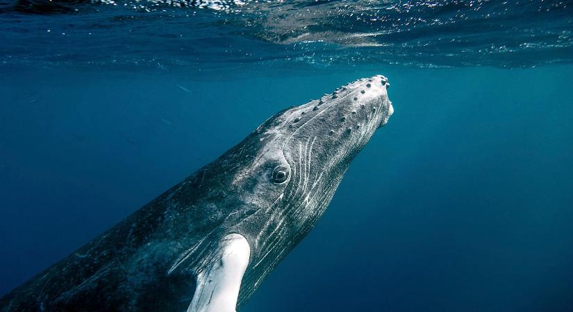 Hihetetlen: 40 másodpercig volt a bálna szájában a halász - Videó