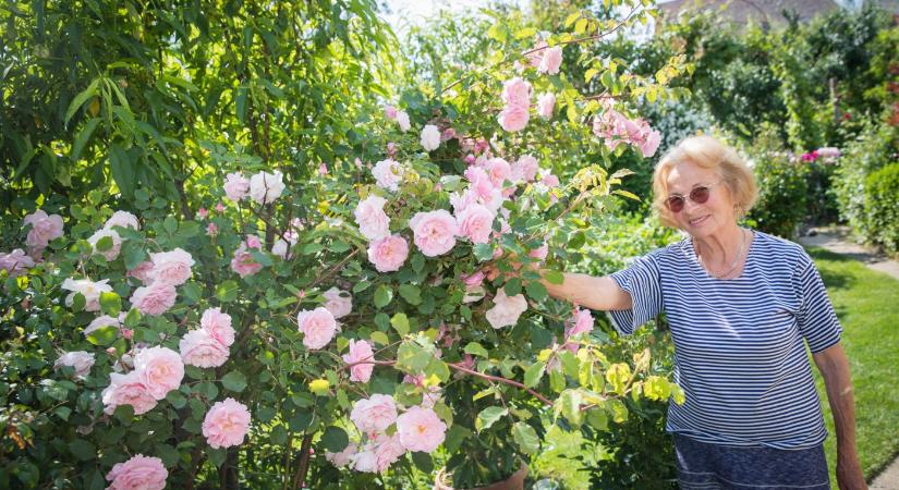 Szemet gyönyörködtető: 82 rózsabokor díszíti Nemes Gézáné egerszegi kertjét