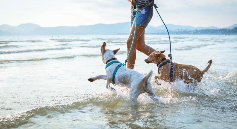 Kutyameleg lesz a nyáron – Így óvjuk meg kedvenceinket, hogy ne történjen baj