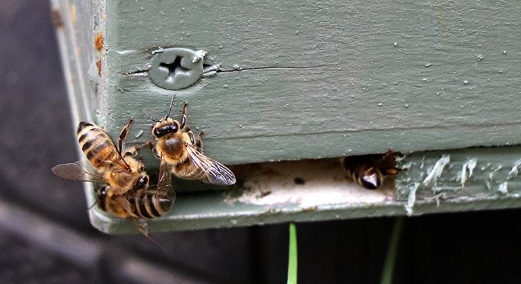 Afrikanizálódnak a mézelő méheink, ez nagyon nem jó