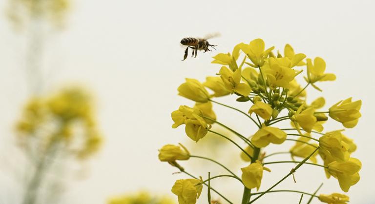 Méhekkel is lehet Covid-tesztet végezni