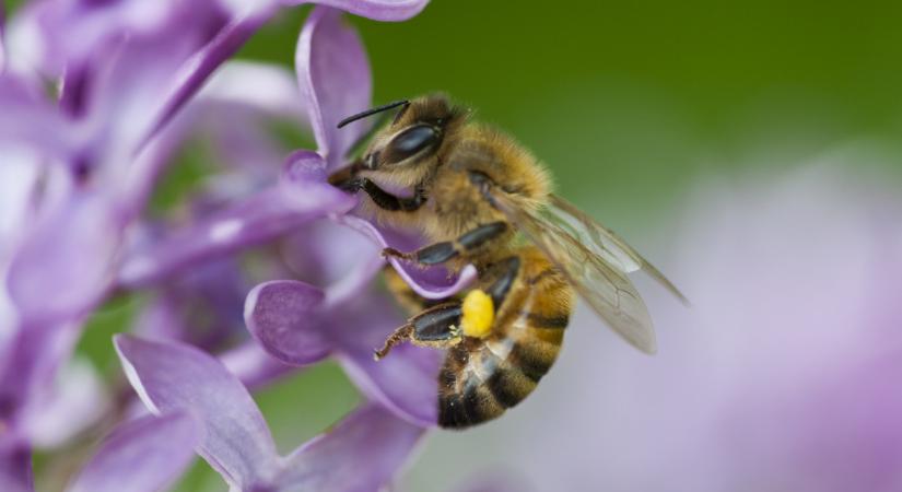 Ezért pusztulhatnak ki az európai méhek: hihetetlen dolgot fedeztek fel a kutatók