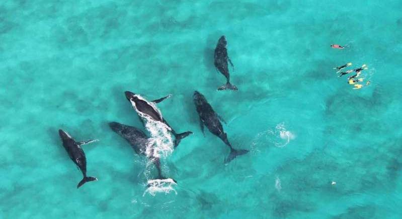 Súlyosan megsérült egy bálnákkal úszó nő Nyugat-Ausztráliában