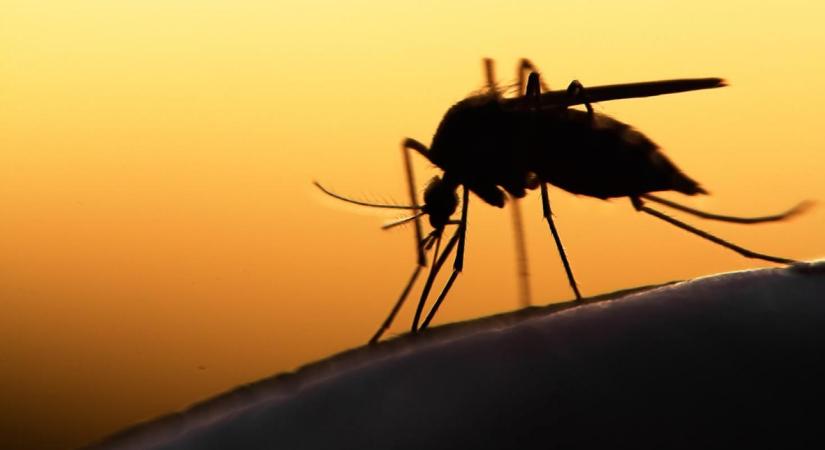 Szolnokon és a Tisza-tónál is irtják a szúnyogokat