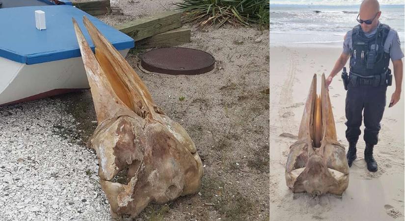 Óriási lény koponyája vetődött partra Amerikában