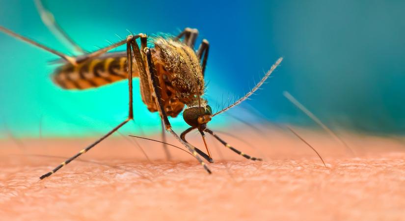 Több mint háromszáz településen védekeznek a héten szúnyogok ellen
