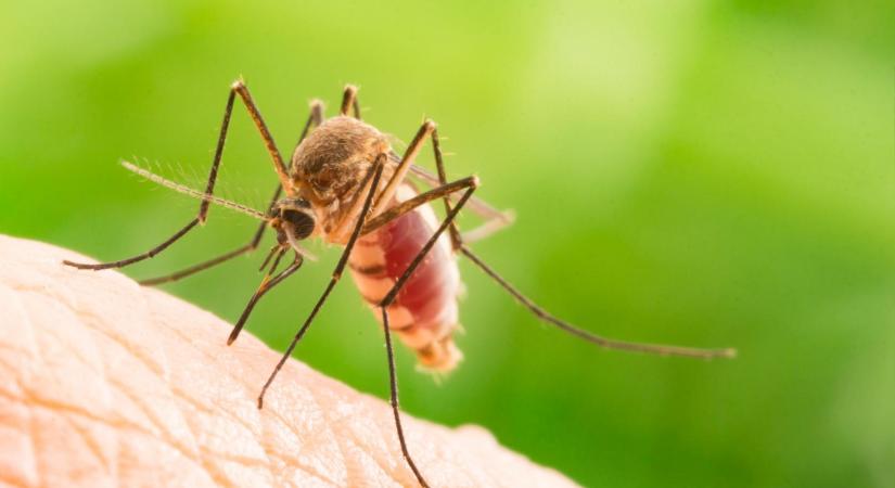 Szúnyogok keserítik a pihenni vágyók életét Tiszapüspökiben